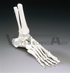 Elastic Foot and Ankle Model